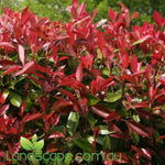 Photinia Red Robin