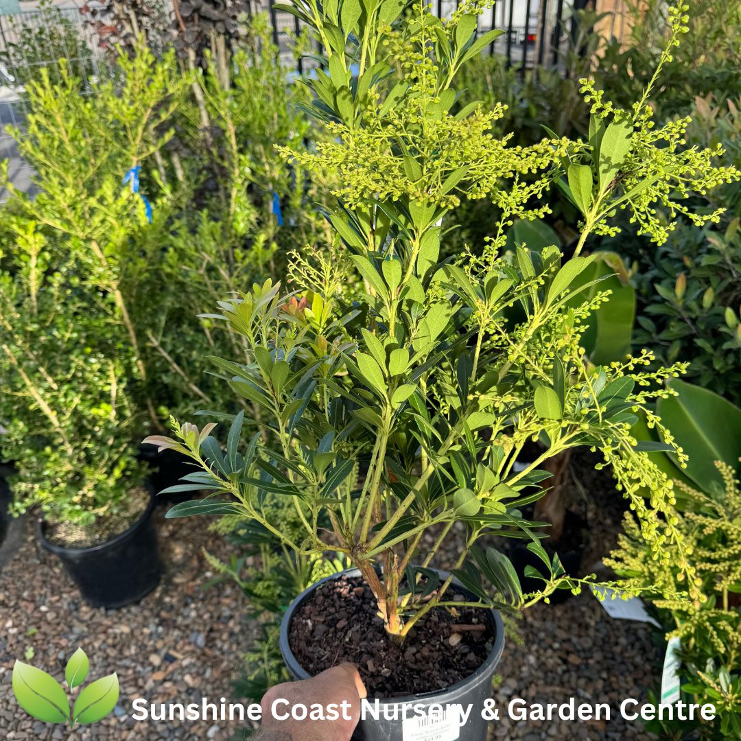 Pieris Temple Bells