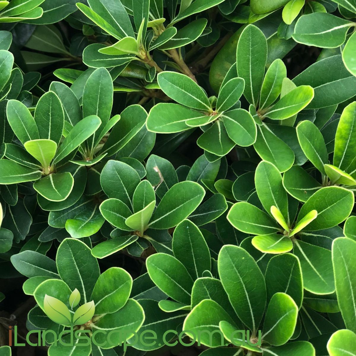 Pittosporum Miss Muffet is a low growing compact plant that is very hardy. Feed seasonally and it will keep a brilliant green colour with its foliage   Grows in Full Sun to part shade and loves a well drained soil type   Originally from Japan and China regions it works really well in Japanese garden designs 