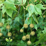 Platanus x acerifolia Bloodgood - London Plane tree