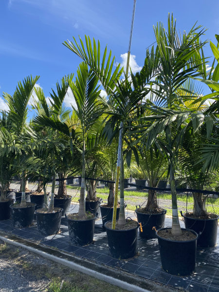 Ptychosperma elegans - Solitare Palm
