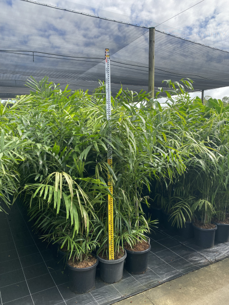 Ptychosperma microcarpum - Cluster Palm