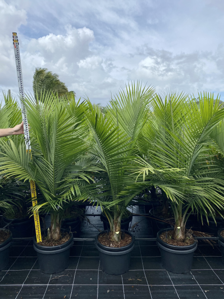 Ravenea rivularis - Majestic Palm