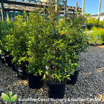 Syzygium Straight and Narrow