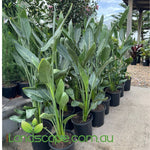 Strelitzia Reginae