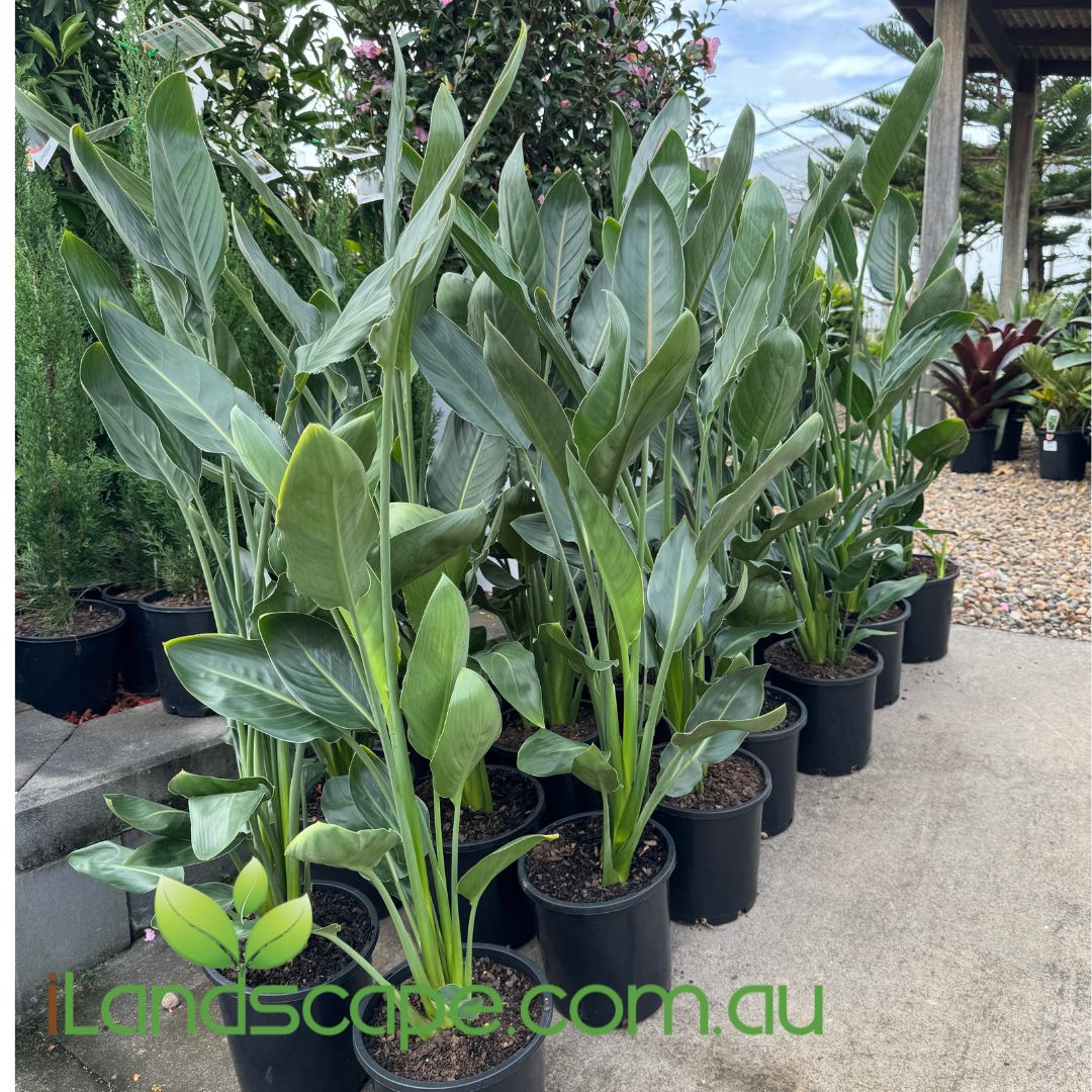 Strelitzia Reginae
