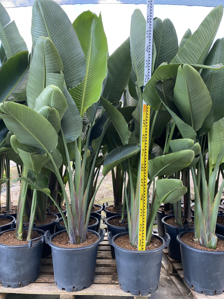 Strelitzia Nicholai