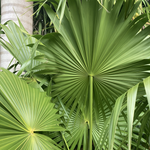 Thrinax radiata - Florida Thatch Palm