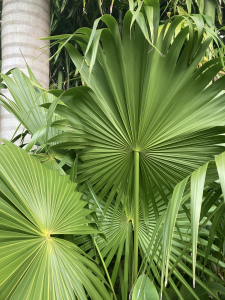 Thrinax radiata - Florida Thatch Palm