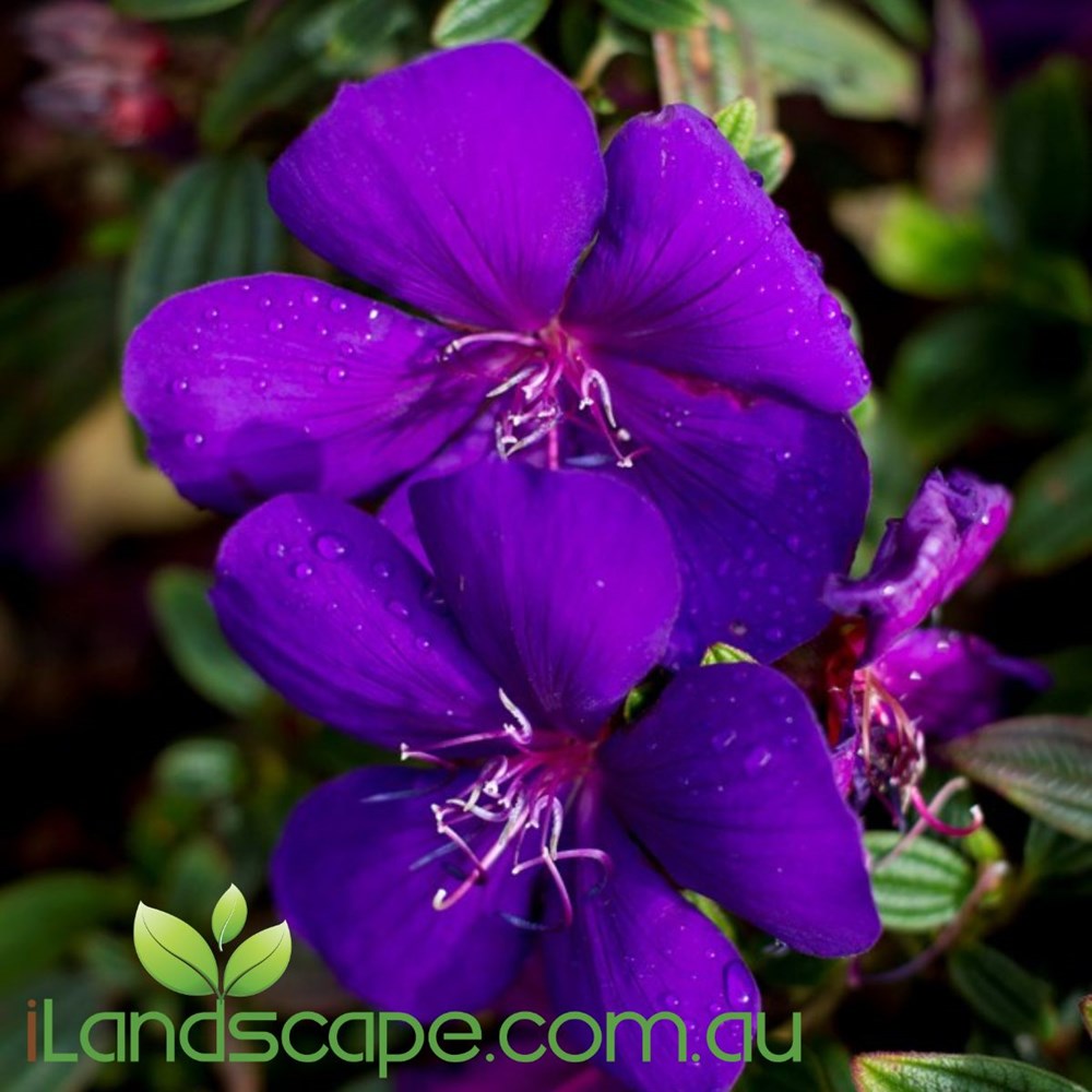 Tibouchina Groovy Baby