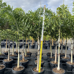 Wodyetia Bifurcata (Foxtail Palm)