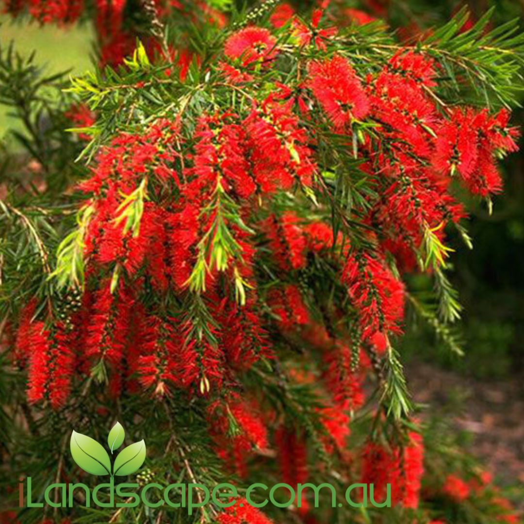 Callistemon Dawson River