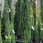 Cupressus Sempervirens Glauca pencil pine forms a tall dark blue green column of foliage with a compact habit. Ideal along driveways and screening. grows to around 10m tall x 1.0m wide over a 10 year period