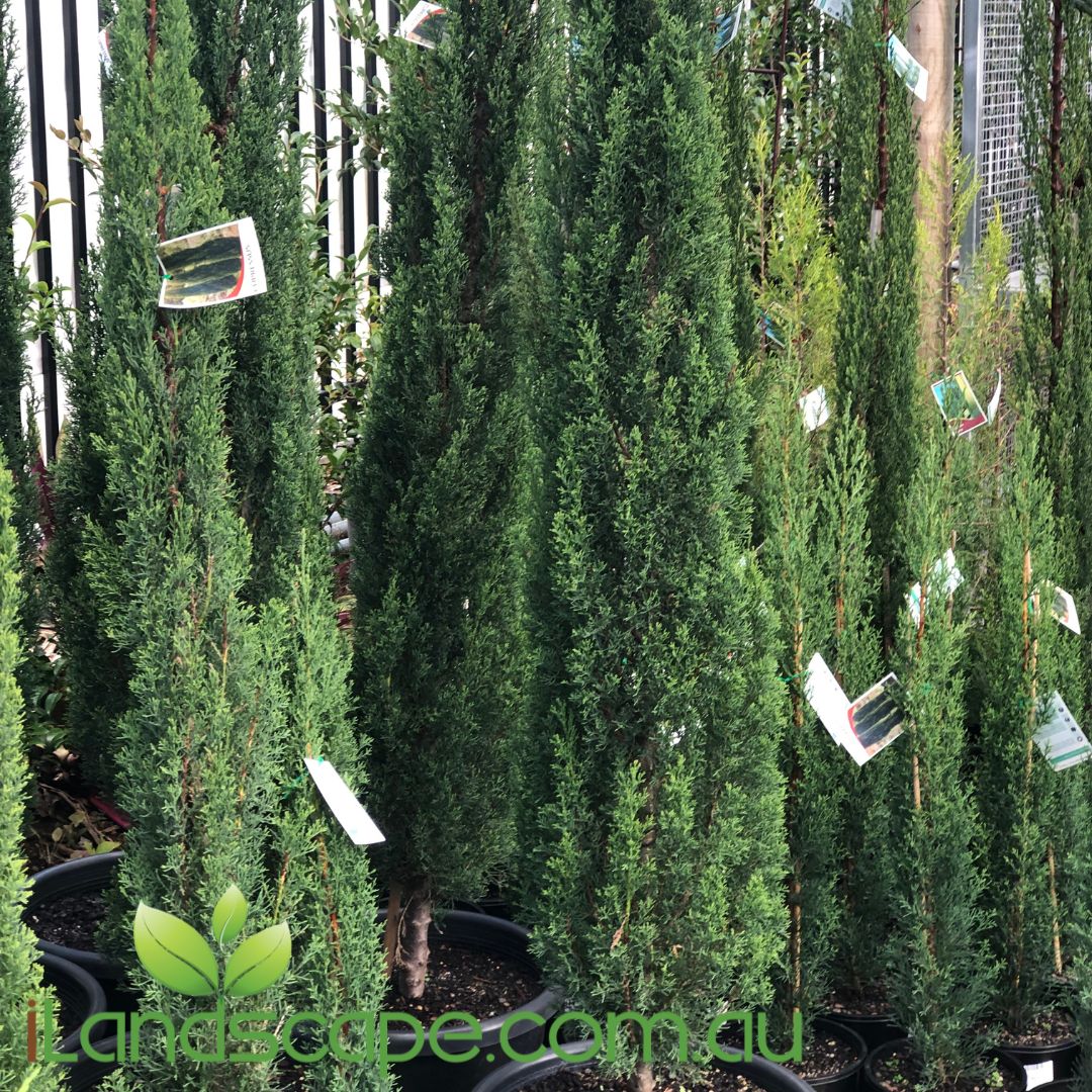 Cupressus Sempervirens Glauca pencil pine forms a tall dark blue green column of foliage with a compact habit. Ideal along driveways and screening. grows to around 10m tall x 1.0m wide over a 10 year period