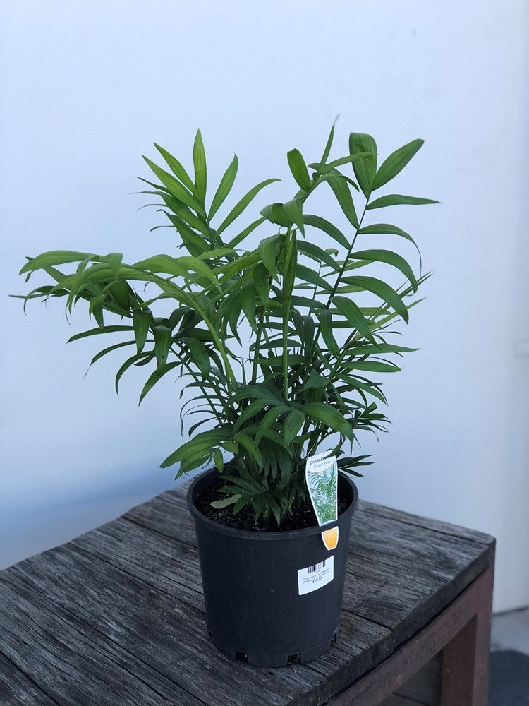 Chamaedorea Elegans (Parlour palm)