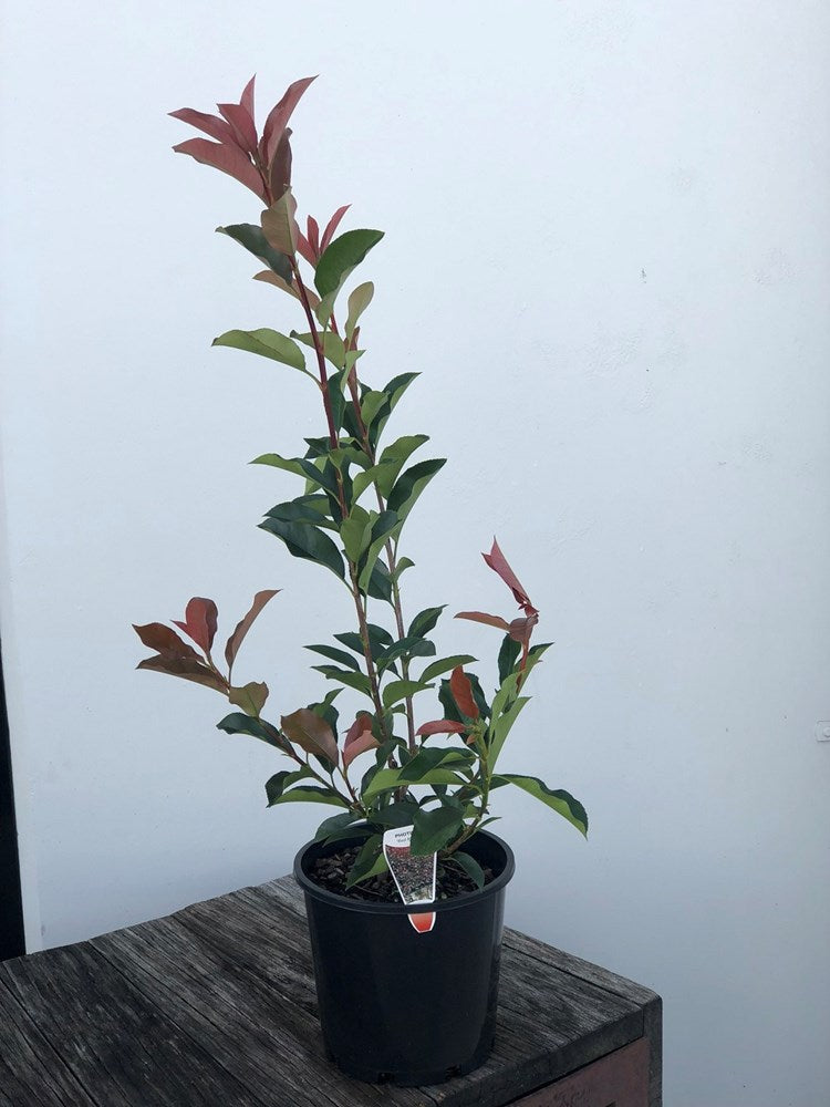 Photinia Red Robin