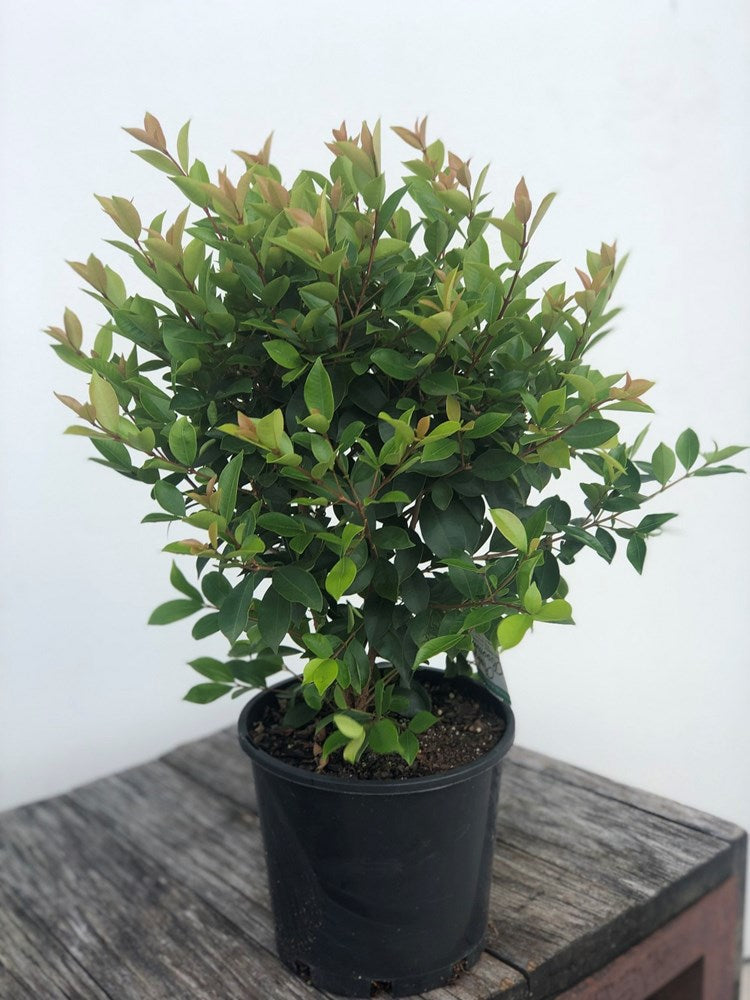 Syzygium Baby Boomer