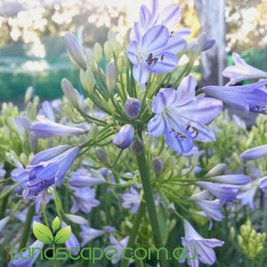 Agapanthus Bella TM