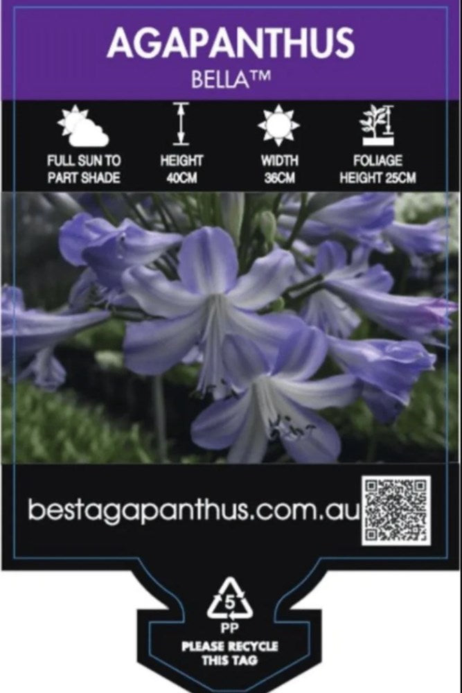 Agapanthus Bella TM