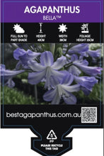 Agapanthus Bella TM - online
