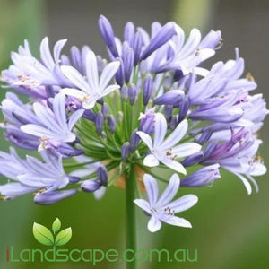 Agapanthus Baby Periwinkle