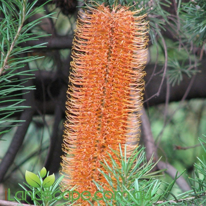 Banksia Giant Candles - online