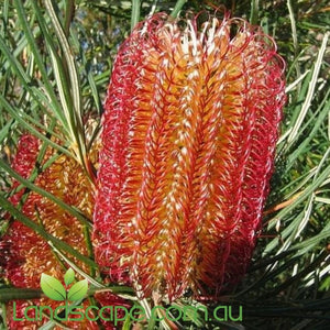 Banksia ericifolia Red Rover - online