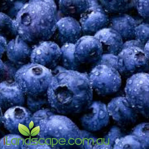 Blueberry Vitality - online