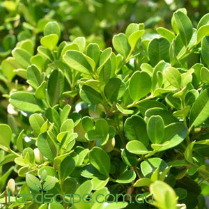 Buxus microphylla japonica Japanese Box - online