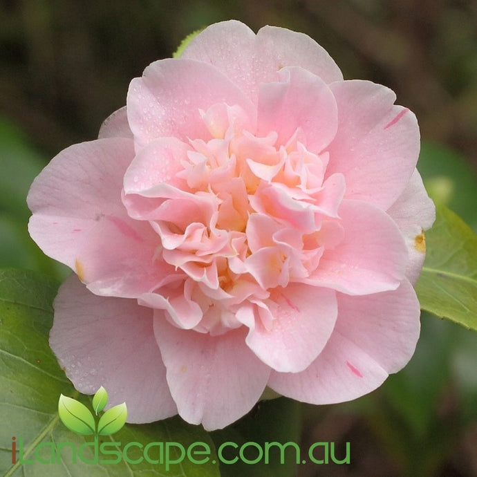 Camellia Japonica Ardoch - online