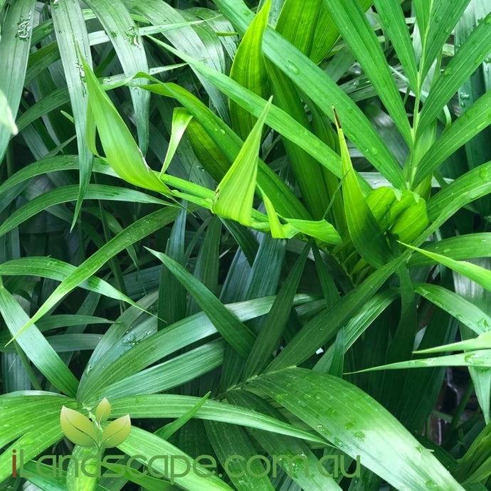 Chamaedorea Atrovirens (Cascade palm) - online