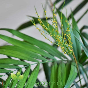 Chamaedorea Elegans (Parlour palm) - online
