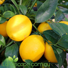 Citrus meyer dwarf lemonisious - online