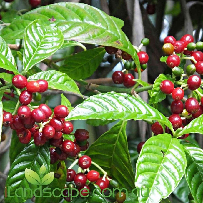 Coffee Arabica - 'KM35' Catuai Rojo - online