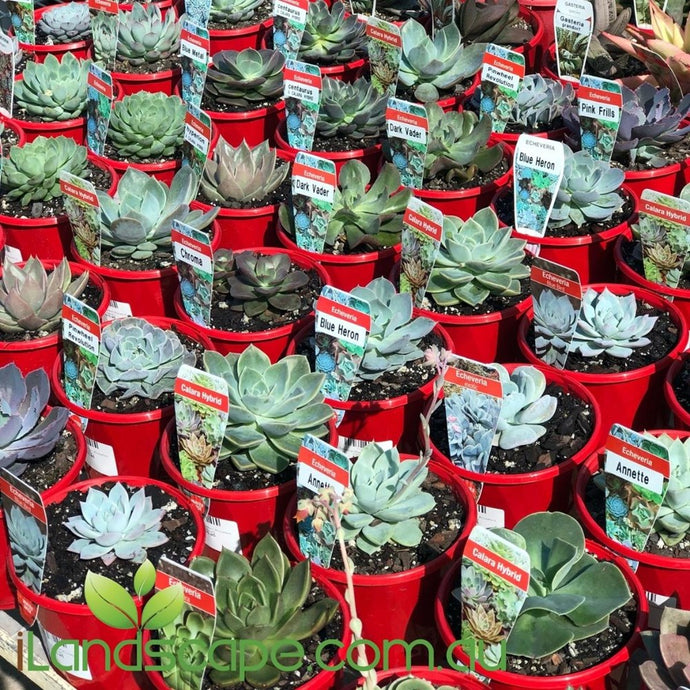 Echeveria Select Assorted Succulents - online