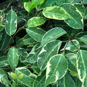 Ficus benjamina variegata - online