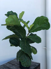 Ficus Lyrata (Fiddle Leaf Fig) - online
