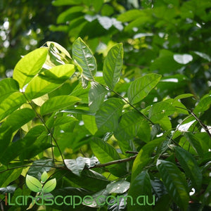 Harpulia Pendula "Tulipwood'- online