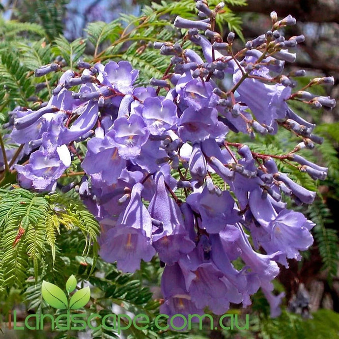 Jacaranda Mimosafolia - Purple flowers - Online