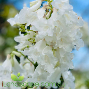 Jacaranda Mimosafolia alba - White - online