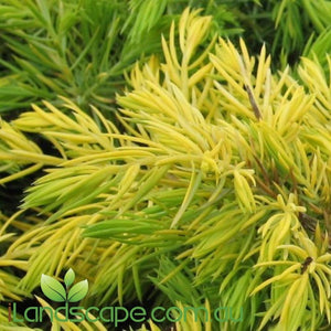 Juniperus All Gold - online
