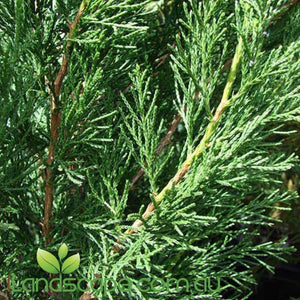 Juniperus spartan - online