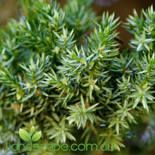 Juniperus squamata prostrata - online