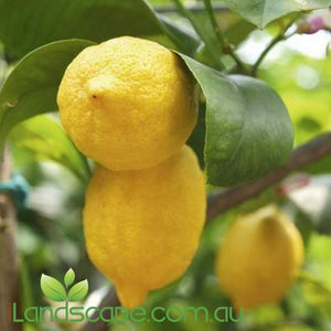 Lemon Dwarf 'Eureka SL' - online