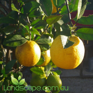 Lemonade Dwarf - online