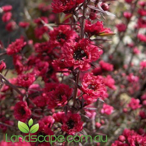 Leptospermum scoparium Burgundy Queen - online