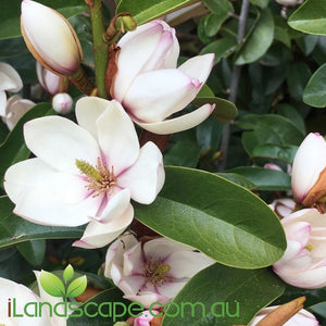 Magnolia Pink Bouquet - online