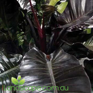 Philodendron Black Cardinal - online