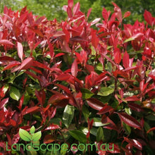 Photinia Red Robin - Online