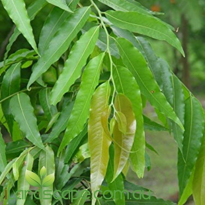 Polyalthia longifolia Pendula (Indian Mast Tree) - online